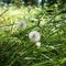 Three small dandelions surrounded by grass