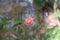 Three small delicate flowers on a twig. Fragile plant