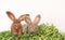 Three Small Felted Rabbits or Bunnies on Green Faux Grass and White Background