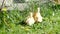Three small fluffy ducklings outdoor in 4K VIDEO. Yellow baby duck birds on spring green grass discovers life.