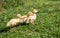 Three small fluffy ducklings outdoor. Yellow baby duck birds on spring green grass discovers life.