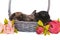 Three small fold-eared rabbits are sitting in a basket