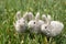 Three Small Gray Felted Rabbits or Bunnies on Green Grass