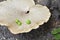 Three small green apples lie on the hat of a huge forest mushroom