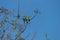 Three small green bee eater birds together