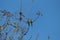 Three small green bee eater birds together