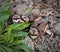 Three small Killdeer chicks just hatched