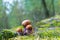 Three small leccinum in moss forest