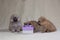 Three small month-old Pomeranian puppies sit next to a gift box. holiday and gift concept, puppy as a gift