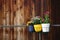 Three small pots of flowers