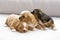 Three small puppies snuggling together by the window