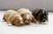 Three small puppies snuggling together by the window