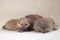 Three small, purebred Pomeranian puppies, orange color lie on a light background. Breeding purebred dogs