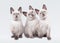 Three small thai kittens