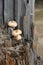 Three small wood mushrooms on the old tree in forest vertical ba