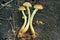 three small yellow toadstool mushrooms lie on a gray wooden stump
