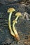 three small yellow toadstool mushrooms lie on a gray wooden stump