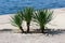 Three small Yucca tree plants with long evergreen tough sword shaped leaves growing next to concrete sidewalk and calm blue sea