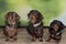 Three smooth-haired miniature dachshunds sitting side by side on floor