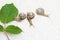 Three snail close-up - studio shot, biology, wild life, male, food