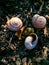 The three snail shells and one moss ball