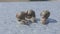 Three snails close up. Close-up of three snails crawling on a flat surface. Helix Aspersa Maxima on a flat surface close