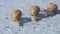 Three snails close up. Close-up of three snails crawling on a flat surface. Helix Aspersa Maxima on a flat surface close