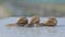 Three snails close up. Close-up of three snails crawling on a flat surface. Helix Aspersa Maxima on a flat surface close