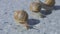 Three snails close up. Close-up of three snails crawling on a flat surface. Helix Aspersa Maxima on a flat surface close