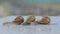 Three snails close up. Close-up of three snails crawling on a flat surface. Helix Aspersa Maxima on a flat surface close