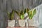 Three snake plants in grunge pot on light grey loft background