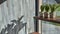 Three snake plants in pots on light grey grunge background