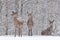Three Snow-Covered Female Red Deer Cervidae Stand On The Outskirts Of A Snow-Covered Birch Forest. Let It Snow: Noble Deer