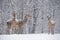 Three Snow-Covered Female Red Deer Cervidae Stand At The Outskirts Of Snow-Covered Birch Forest. Let It Snow: Noble Deer Ce