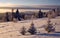 Three snow-covered firs on a mountain slope