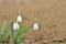 Three snow drop in spring