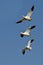 Three Snow Geese Flying in a Blue Sky