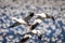 three snow geese flying for their migration, Baie-Du-Febvre, Quebec, Canada