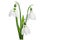 Three snowdrop flowers