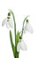 Three snowdrop flowers