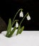 Three Snowdrop Flowers in Snow on Black Background