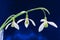 Three snowdrop (Galanthus nivalis) flowers