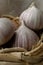 Three solo garlic in basket close-up
