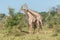 Three South African giraffe fighting in bushes