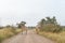 Three South African Giraffes browsing on trees