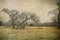 Three Southern Live Oak Trees in a Texas Meadow