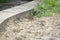 Three Sparrows Taking Sand Bath