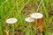 Three special white mushrooms in green grass