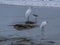 Three Species of Shore Birds in the Surf