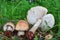 Three specimen of Amanita rubescens or Blusher mushrooms